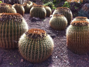 Cactus collection
