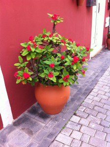 Flower pot in Sta Brigida