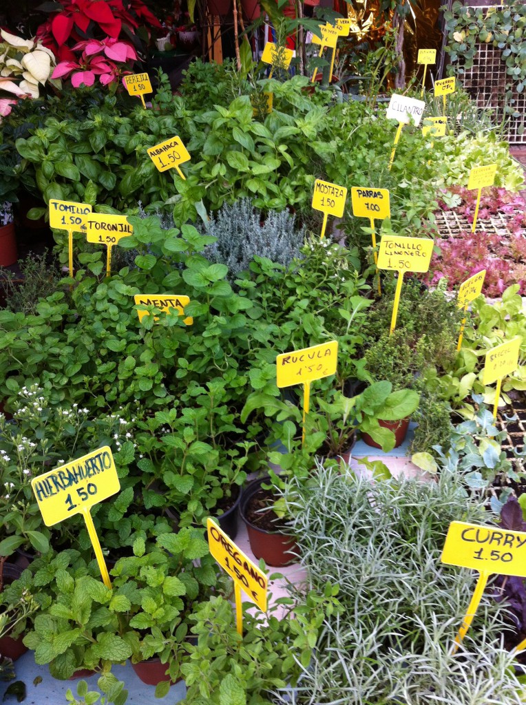 Fresh herbs for sale on Santa Brigida market