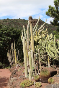 A view of Jardin Botanico Canario