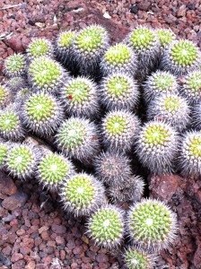 Another cactus species, Jardin Botanico Canario