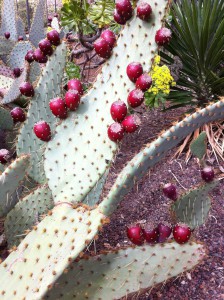 Cactus fruits, Jardin Botanico Canario