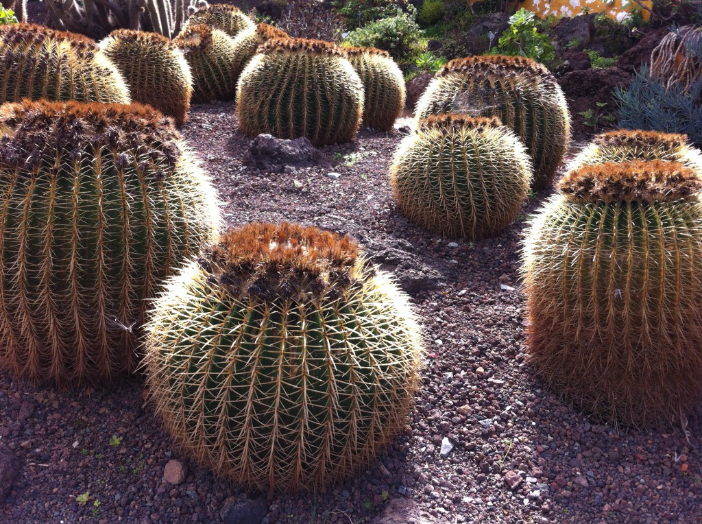 Cactus plants in Jardin Botanico Canario