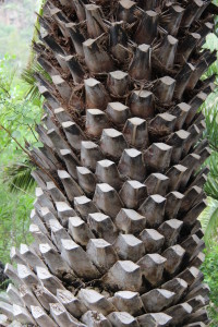 Palm tree, Jardin Botanico Canario