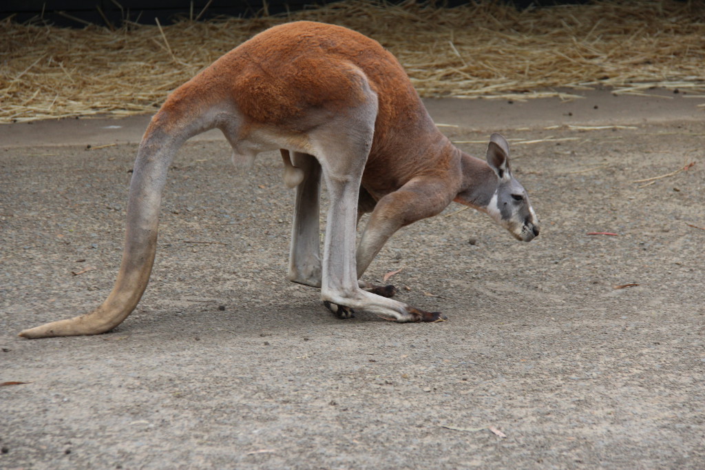 A kangaroo at Healesville Sanctuary, Yarra Valley A kangaroo at Healesville Sanctuary, Yarra Valley