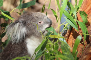 A koala at Healesville Sanctuary