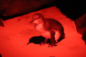 A Little Penguin