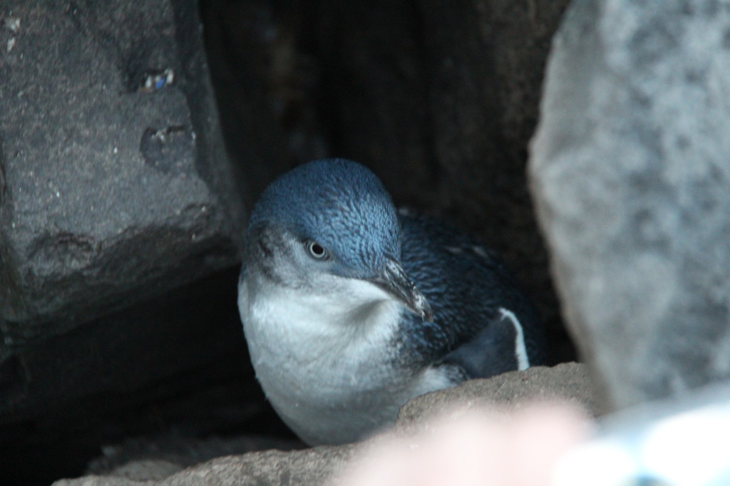 A Little Penguin at St Kilda Pier