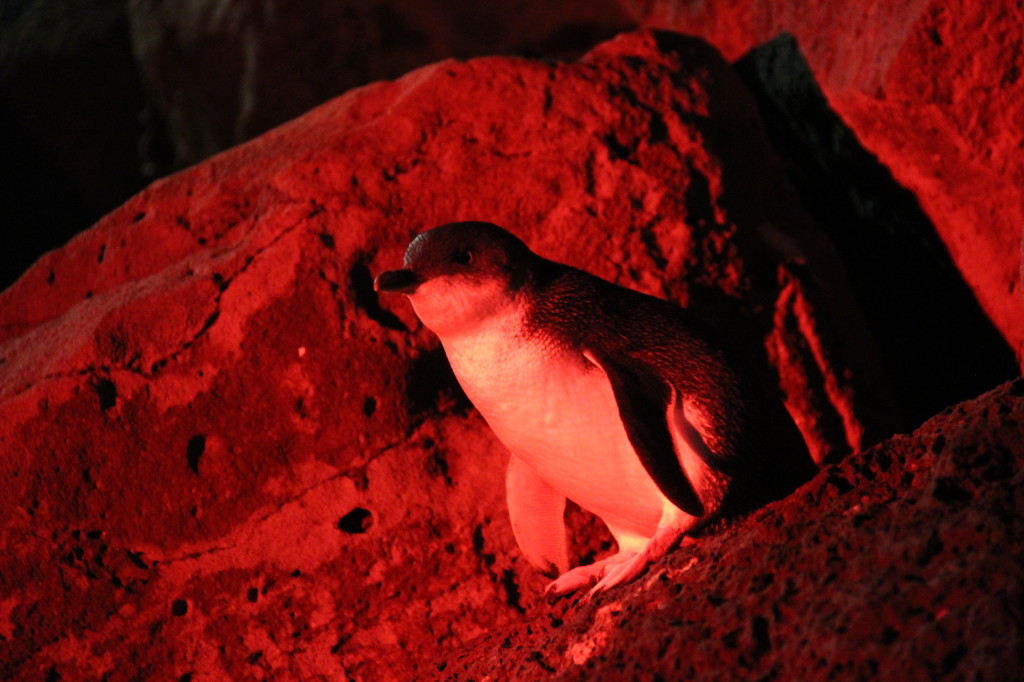 A Little Penguin at St Kilda Pier, Melbourne A Little Penguin at St Kilda Pier, Melbourne