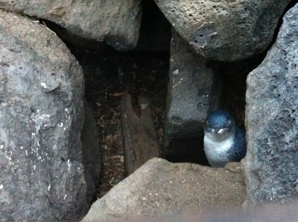 A Little Penguin at St Kilda Pier Meeting the Melbourne penguins