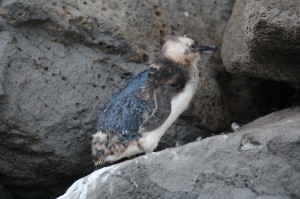 A penguin on the rocks, Melbourne A penguin on the rocks, Melbourne