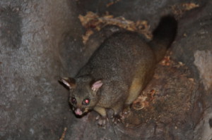 A possum in Fitzroy Park A possum in Fitzroy Park