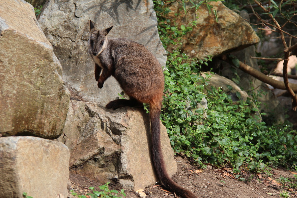 A rock-wallaby at Healesville Sanctuary, Yarra Valley and Dandenong Ranges drive A rock-wallaby at Healesville Sanctuary, Yarra Valley