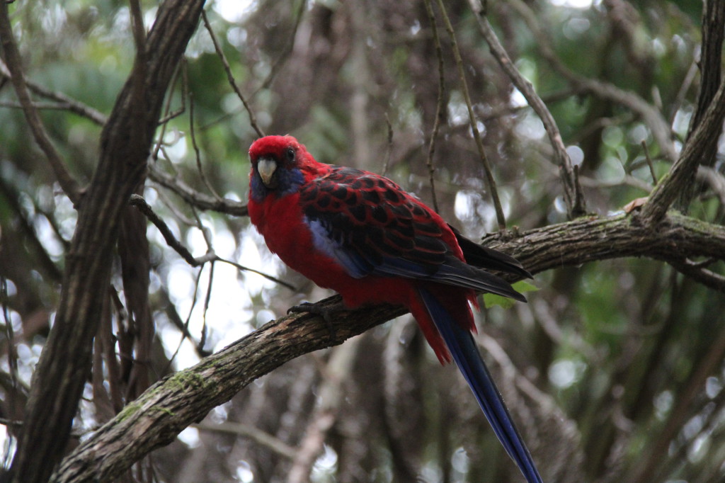 A rosella at Grants Picnic Ground, Yarra Valley A rosella at Grants Picnic Ground
