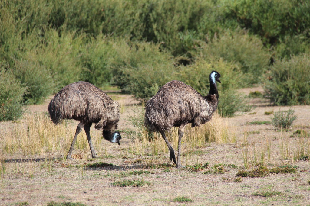 Emus in Wilsons Promontory Emus in Wilsons Promontory