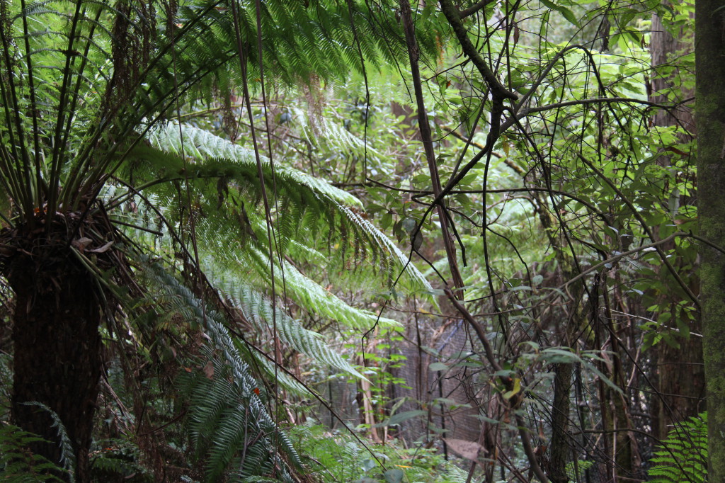 Dandenong Range rainforest Rainforest in the Dandenong Ranges