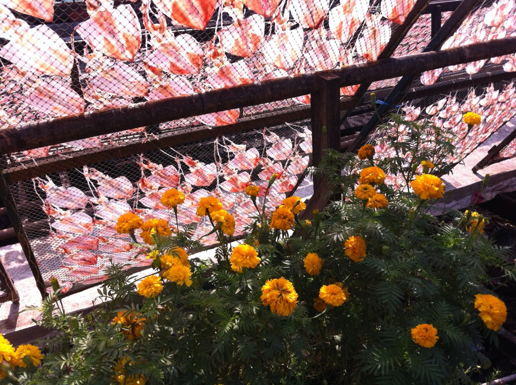 Flowers and drying fish at Ban Phe
