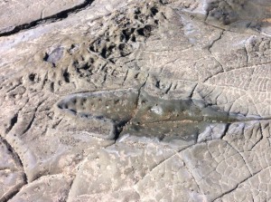 Fossils at Bunurong