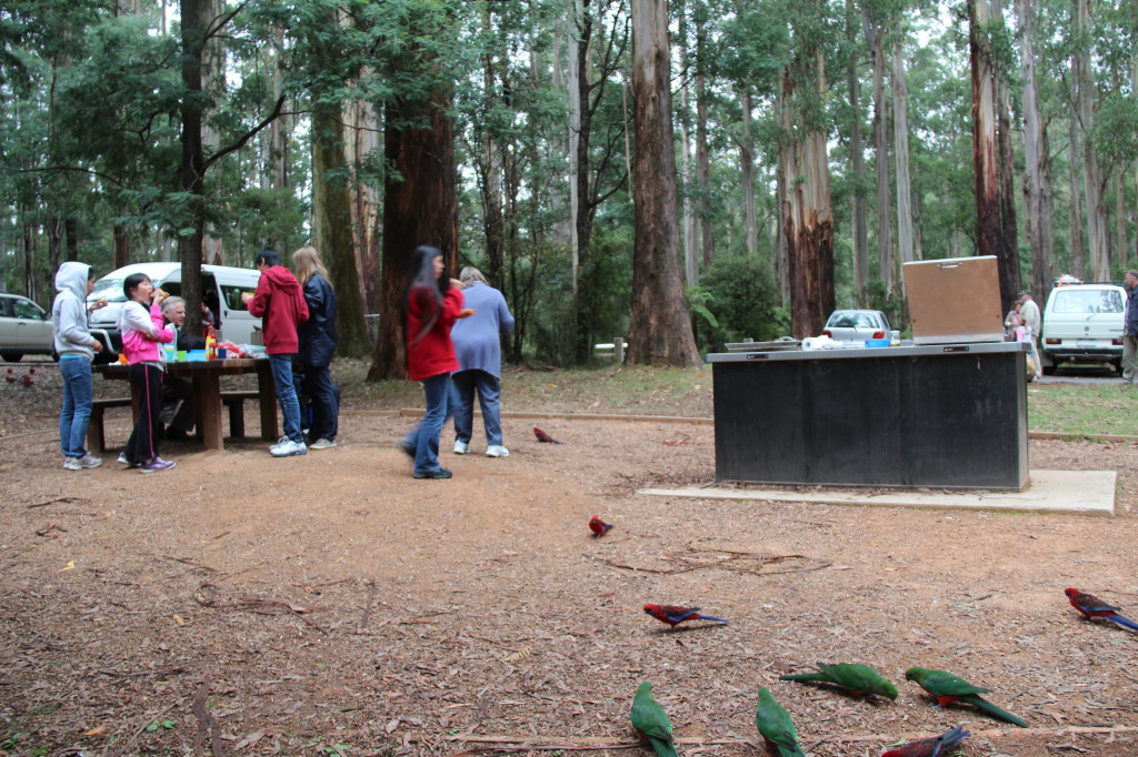 Grants Picnic Ground, Yarra Valley and Dandenong Ranges drive A view of Grants Picnic Ground