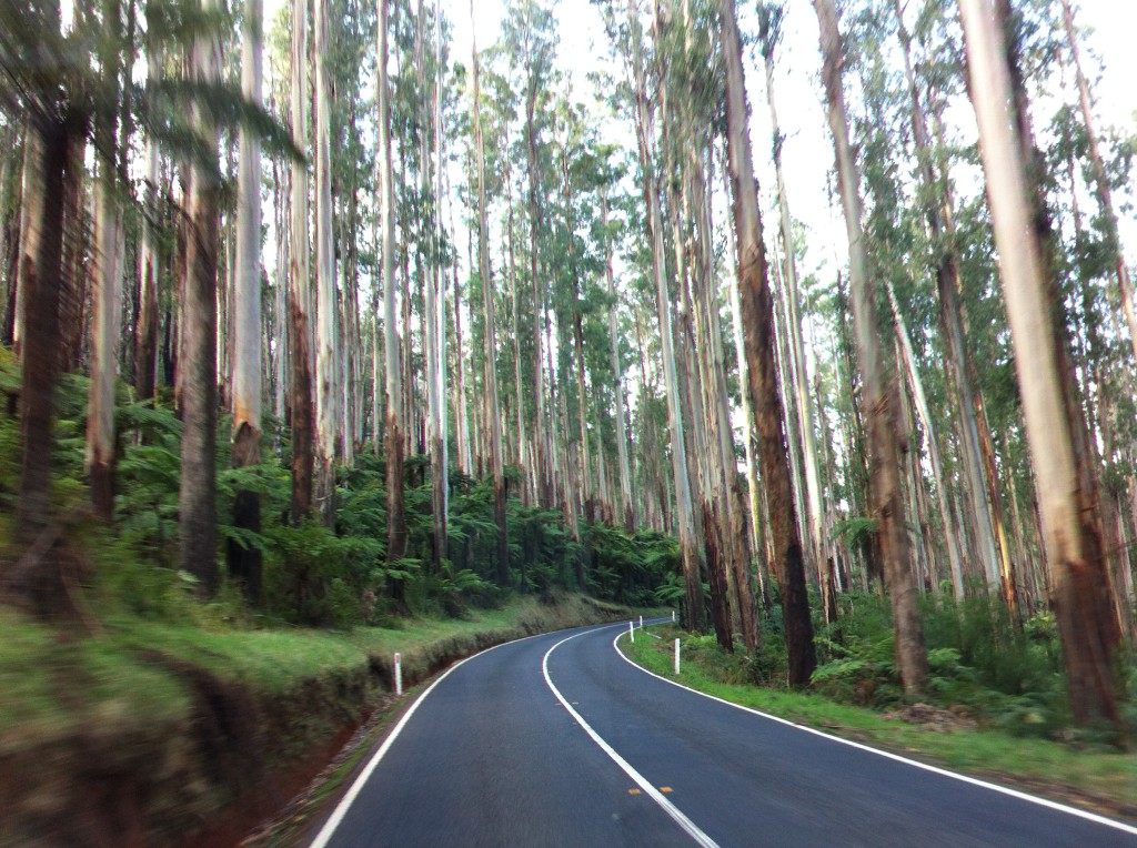 Mountain ash forest, Yarra Valley, Victoria Mountain ash forest, Yarra Valley, Victoria