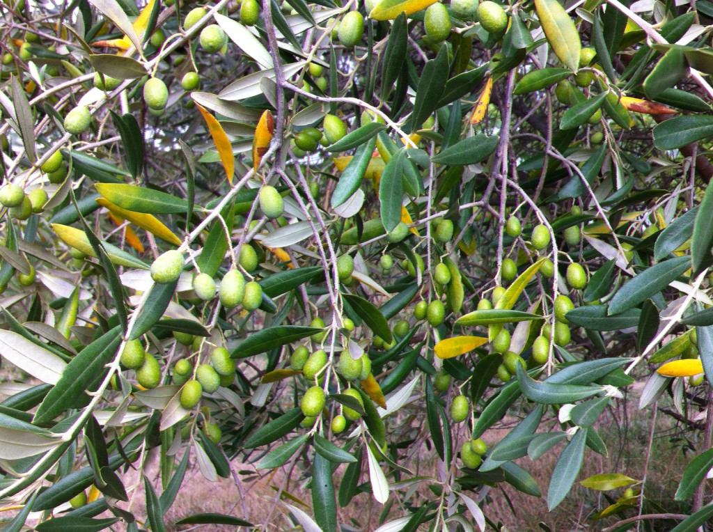 An Australian olive tree An Australian olive tree
