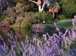 Plants in the Royal Botanic Garden, Melbourne