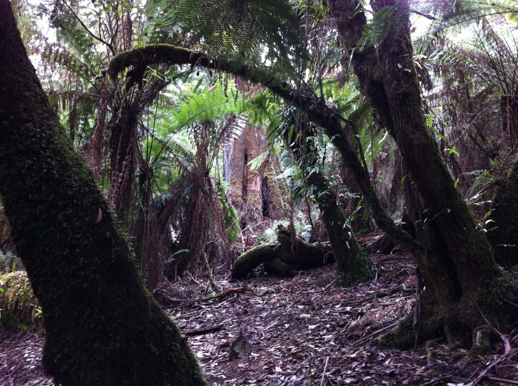 Rainforest in the Dandenong Ranges Rainforest in the Dandenong Ranges