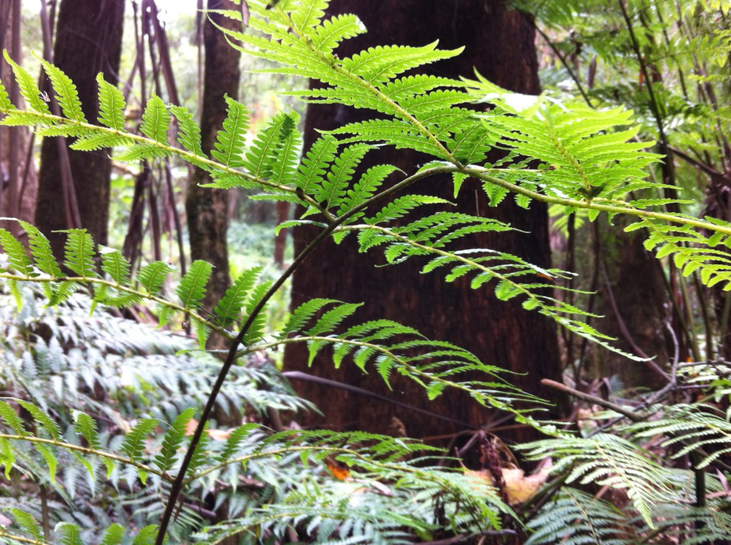 Rainforest in the Dandenong Ranges Rainforest in the Dandenong Ranges