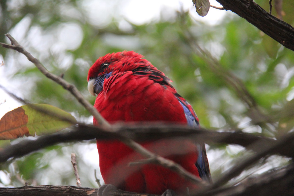 Yarra Valley and Dandenong Ranges drive, Grants Picnic Ground A rosella at Grants Picnic Ground