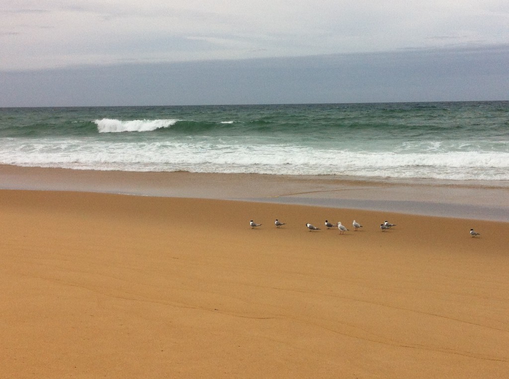 Seagulls at ninety-mile beach, Lakes Entrance Seagulls at ninety-mile beach, Lakes Entrance