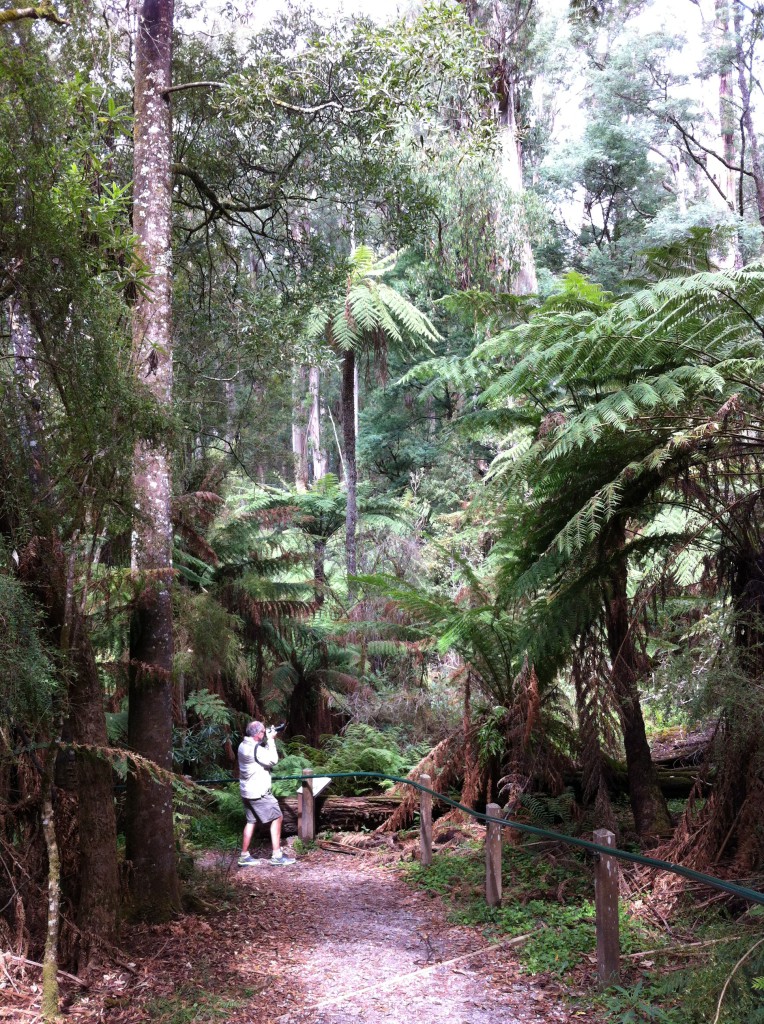 Mountain ash forest, Yarra Valley, Victoria Mountain ash forest, Yarra Valley, Victoria