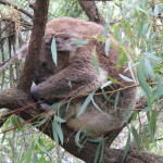 A koala, Phillip Island