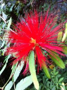 A flower in the Royal Botanic Gardens, Sydney