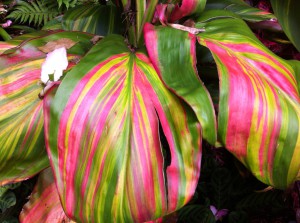 A view of the Botanic Gardens, Sydney