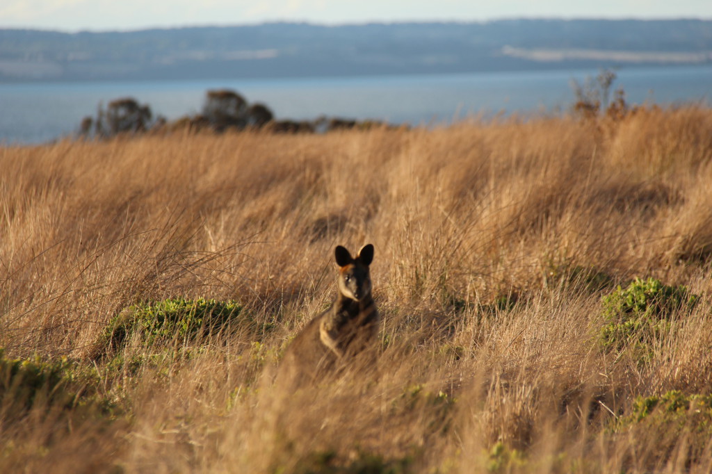 A wallaby on Phillip Island