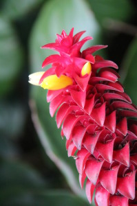 A flower in the Royal Botanic Gardens, Sydney