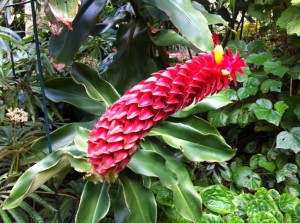 A flower in the Royal Botanic Gardens, Sydney
