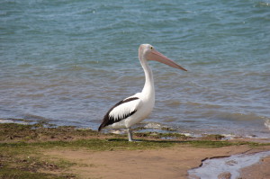 A pelican on Phillip Island