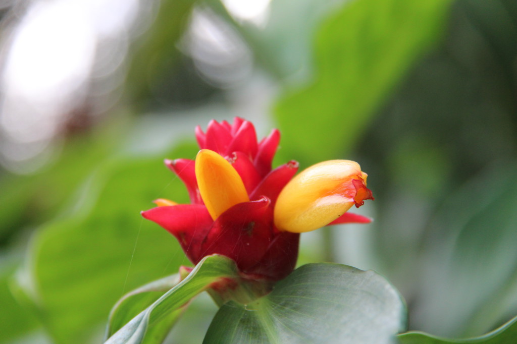 A flower in the Royal Botanic Gardens, Sydney
