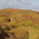 A view from the Nobbies broadwalk, Phillip Island