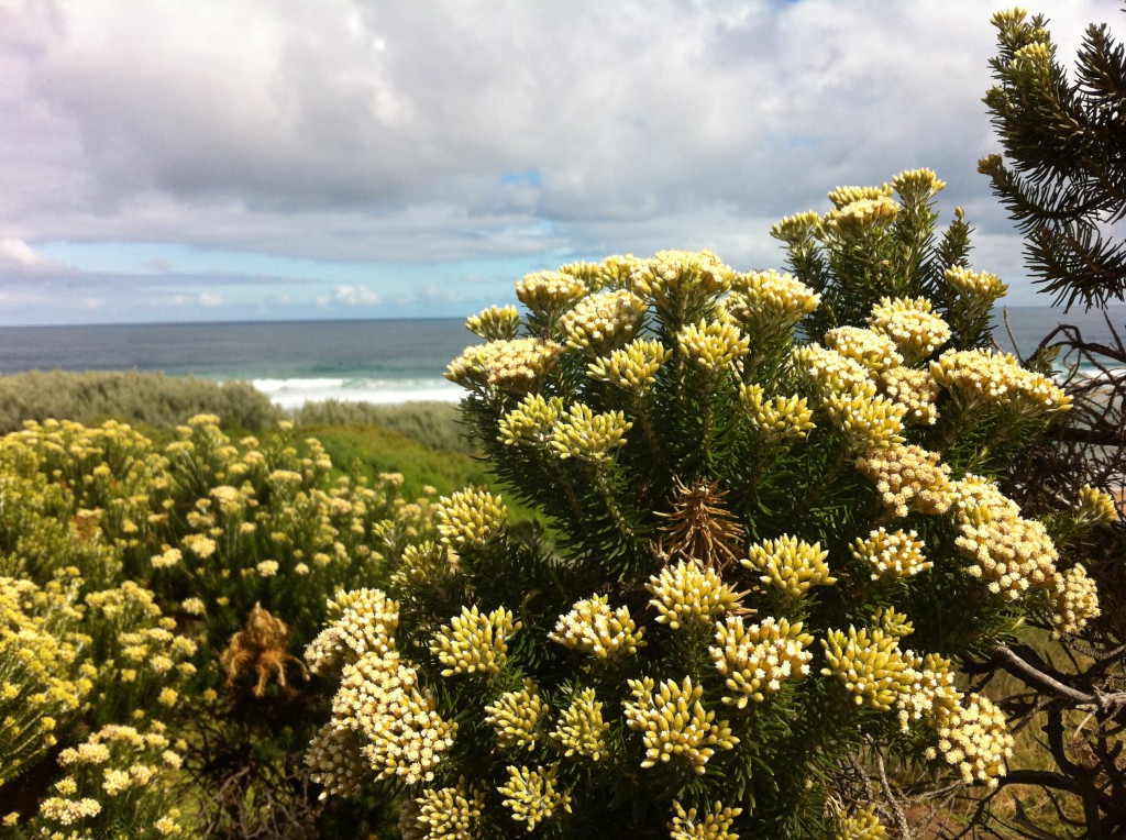 A view of Phillip Island A view of Phillip Island