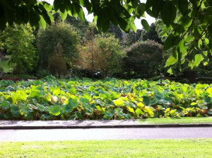 A view of the Royal Botanic Gardens, Sydney