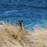 A wallaby on Phillip Island