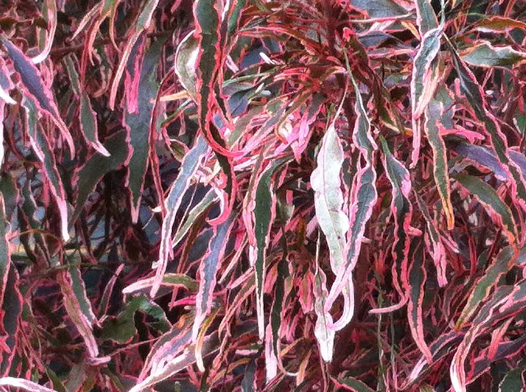 Magic colours of the Royal Botanic Gardens Magic colours of the Royal Botanic Gardens