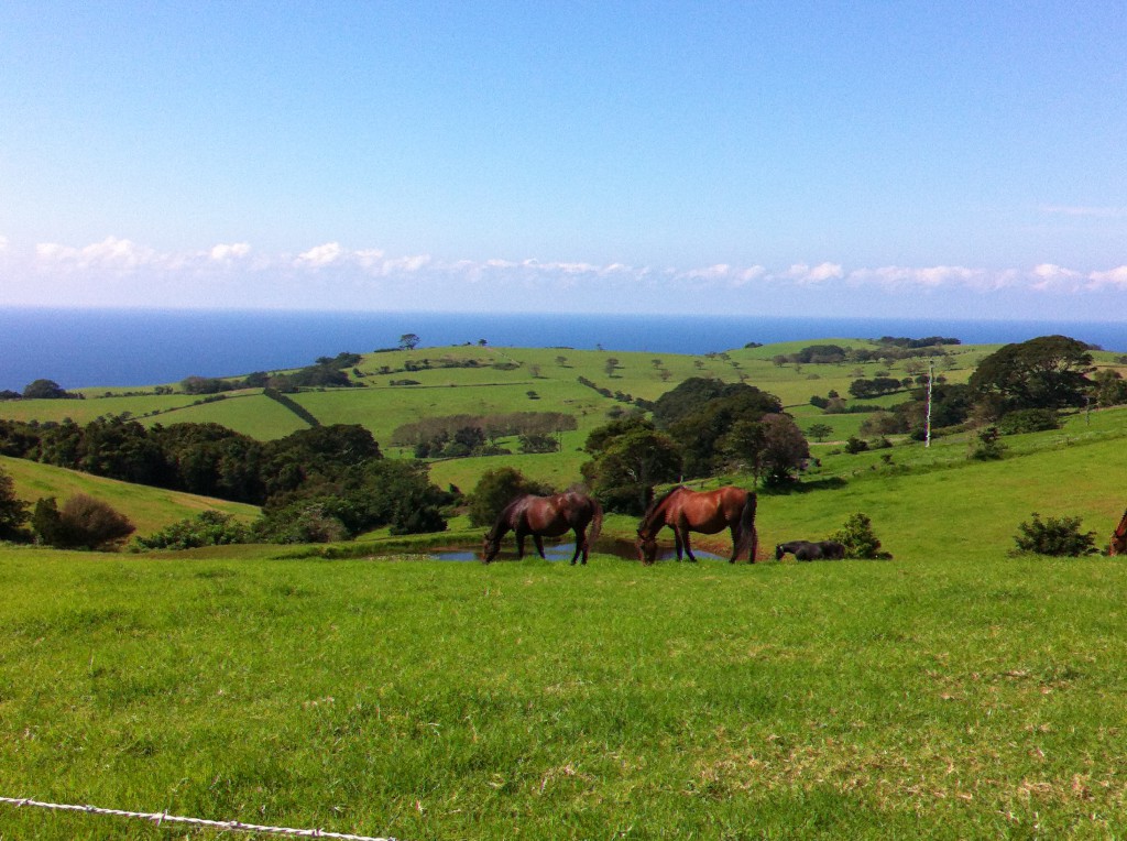 Countryside outside Kiama, Australia