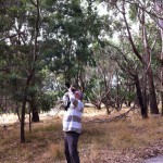 Detecting a koala