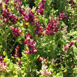 Flowers of Phillip Island