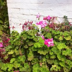 Flowers on Australia's oldest farm, Churchill Island