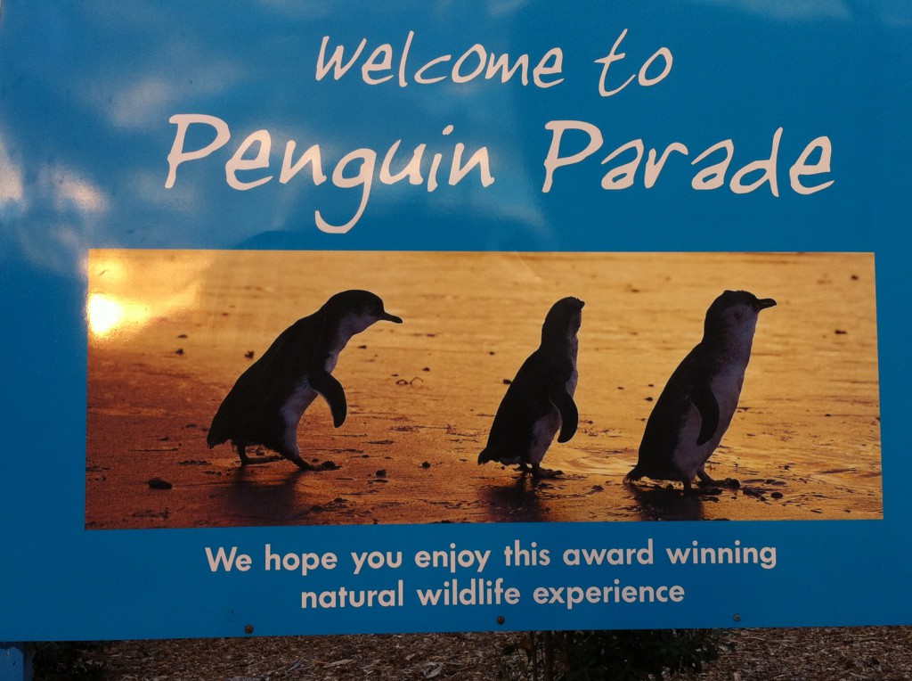 Penguin Parade, Phillip Island self drive trip Penguin Parade, Phillip Island