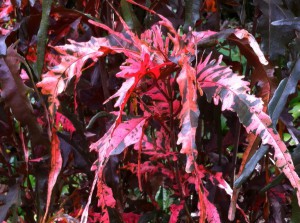 Plants in the Royal Botanic Gardens, Sydney